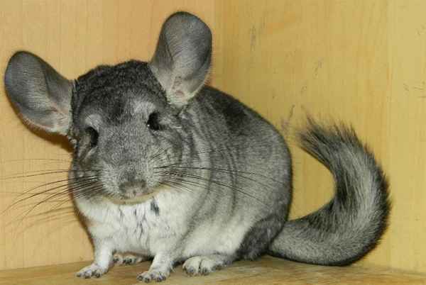Шиншилла: уход и содержание в домашних условиях 