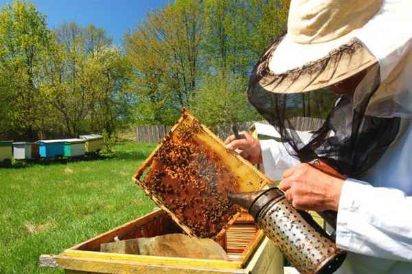 Полезное и вкусное увлечение – пчеловодство 