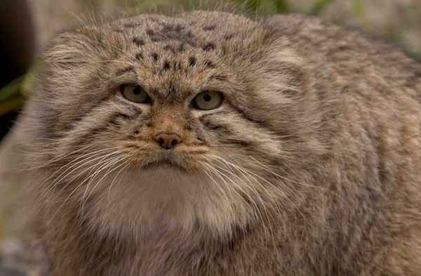 Сонник: к чему снится кот? Видеть во сне большого кота 