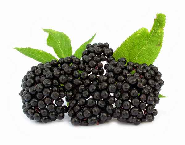 Бузина черная – лечебные свойства и противопоказания 