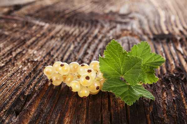 Компот из белой смородины на зиму: рецепт 