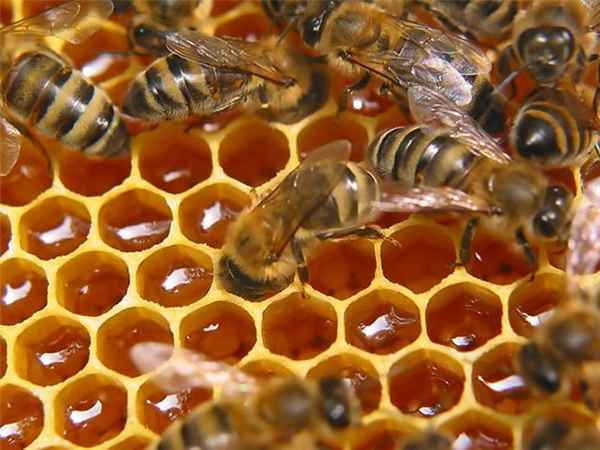 Пчеловодство для начинающих основы пчеловодства Способы развития 