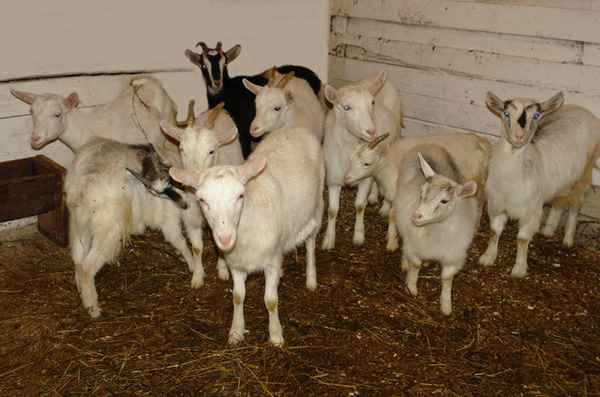 Польза и вред козьего молока 