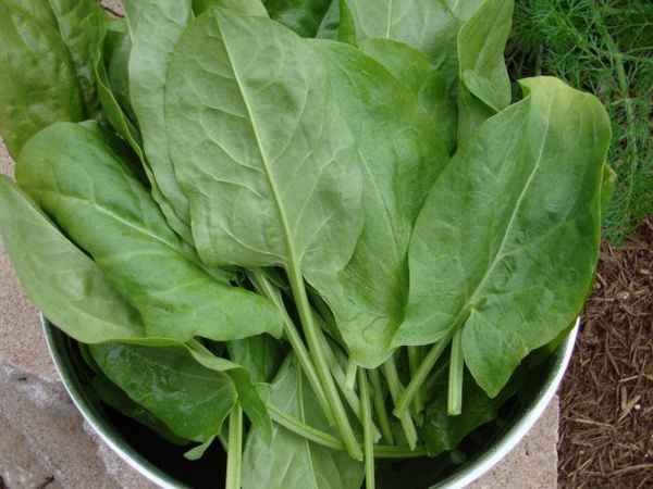 Как заморозить щавель на зиму, можно ли в морозилке, заготовка 