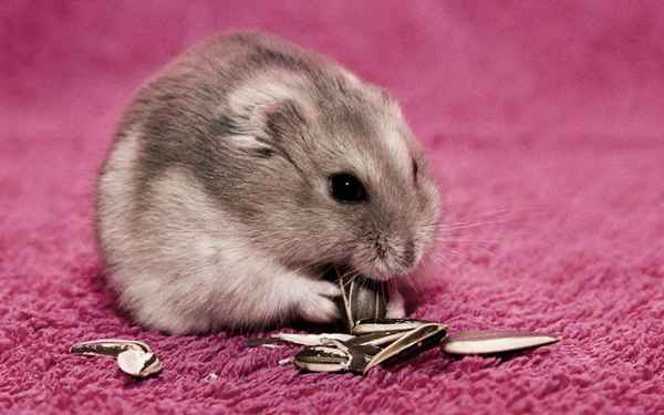 Чем кормить хомяка (джунгарского и сирийского)? 