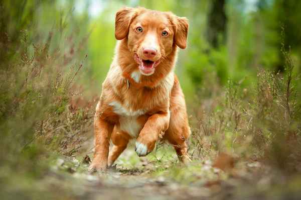 Сонник: к чему снится черная собака, белая, рыжая 