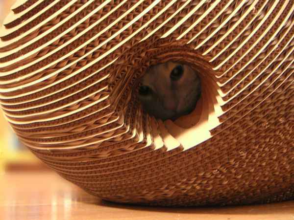 Дом для кошки (для кота) своими руками: как сделать? 