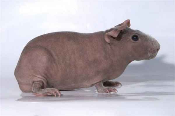 Лысые морские свинки скинни 