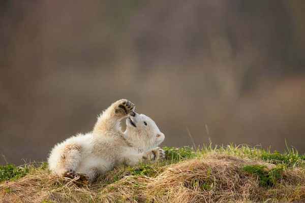 Сонник: к чему снится медвежонок (бурый, белый)? 