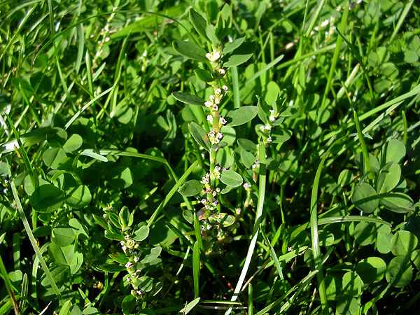 Горец птичий – полезные свойства и противопоказания 