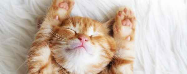 Чтобы утро было добрым: как и сколько спать, полноценность сна 