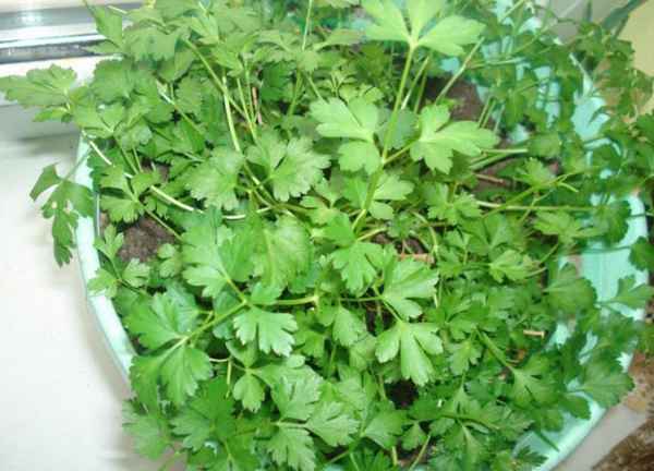 Как вырастить петрушку на подоконнике 