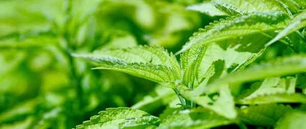 Крапива для волос – отвар, ополаскивание, отзывы 