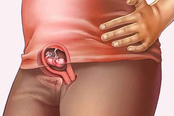 8 недель беременности: что происходит, размер и развитие плода 