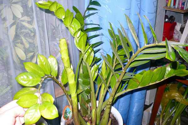 У замиокулькаса желтеют листья: почему и что делать 