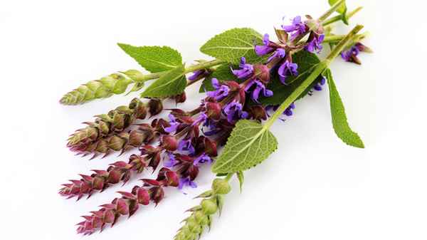 Шалфей для зачатия: как пить, для наращивания эндометрия, для мужчин 