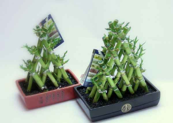 Уход за комнатным растением бамбук 