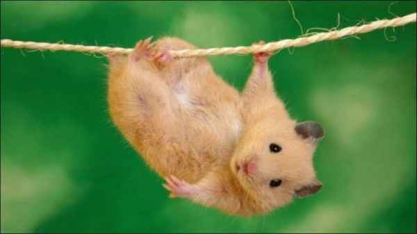 Как обустроить клетку для хомяка 