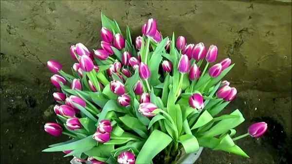 Как сохранить свежими срезанные тюльпаны? (Чтобы дольше стояли) 