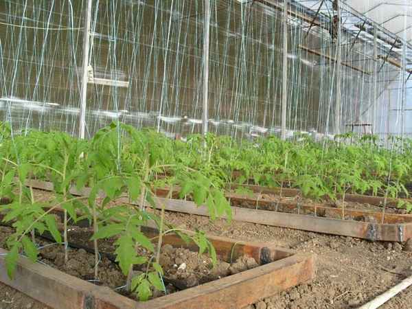 Капельный полив в теплице: система, устройство своими руками, отзывы 