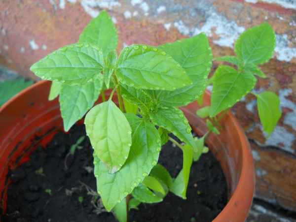 Как вырастить базилик на подоконнике? 