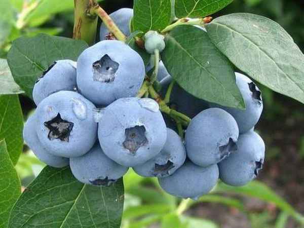 Варенье из гoлyбики: пятиминутка, рецепт на зиму, без варки 