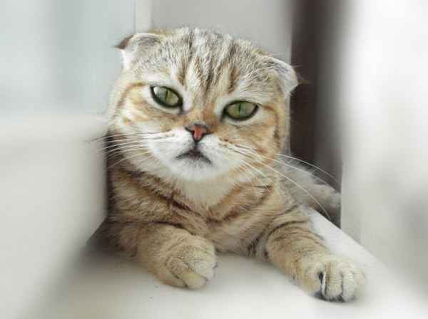 Сонник: к чему снятся кошки? 