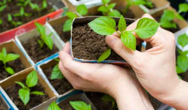 Как посадить морковку — рассада, торфяные таблетки, удобрения 