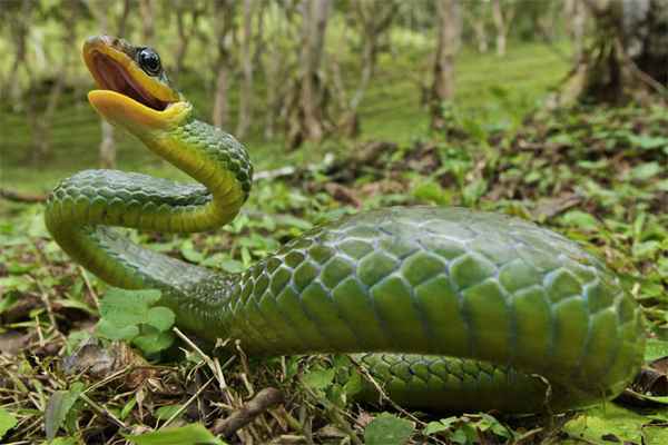 Сонник: укусила змея (к чему снится) 