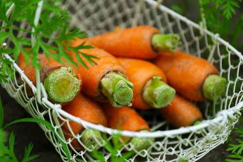 Как вырастить морковь правильное выращивание овощей 