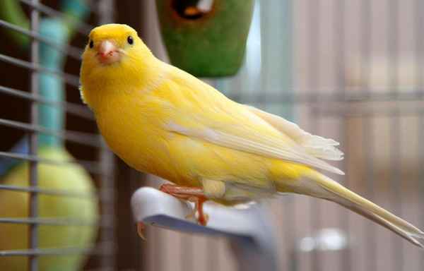 Канарейка: содержание и уход (в домашних условиях) 