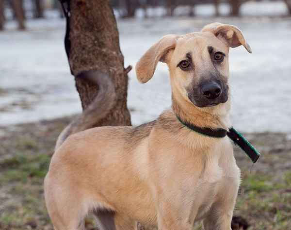 Собака подросток 