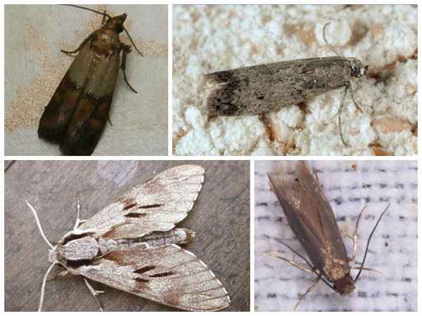 Как избавиться от появления моли в доме 