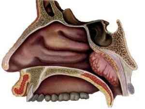 Аденоидные вегетации (2 и 3 степени): симптомы, лечение, причины