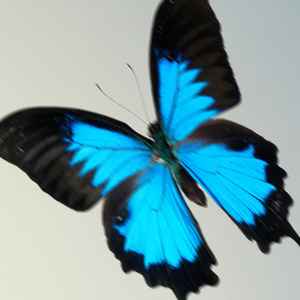 Когда день бабочек в России, Какого числа день бабочек