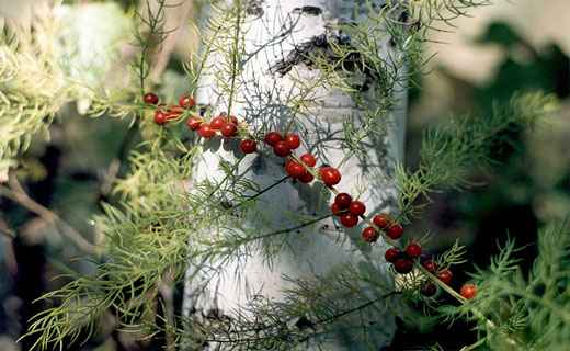 Сонник Аспарагус, к чему снится Аспарагус во сне видеть