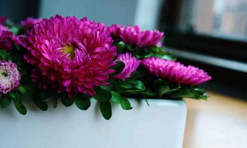 Сонник Астра, к чему снится Астра во сне видеть