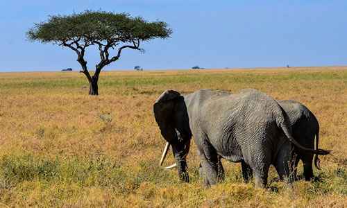 Сонник Африка, к чему снится Африка во сне видеть