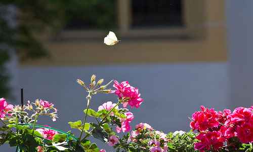 Сонник Бабочка, к чему снится Бабочка во сне видеть
