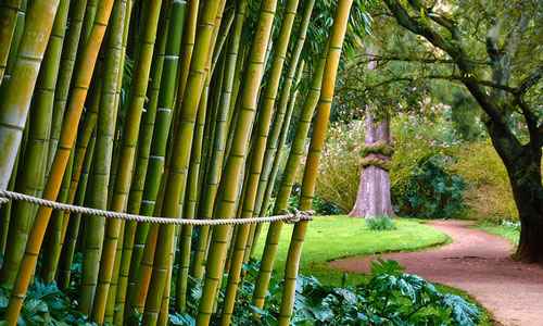 Сонник Бамбук, к чему снится Бамбук во сне видеть