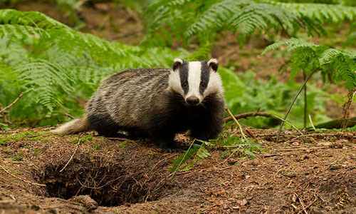 Сонник Барсук, к чему снится Барсук во сне видеть