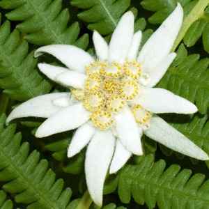 Когда Иванов день, Какого числа день Иванов день