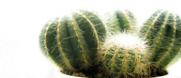 Агрессия плохая и хорошая