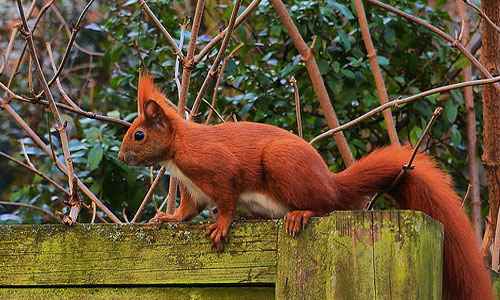 Сонник Белка, к чему снится Белка во сне видеть