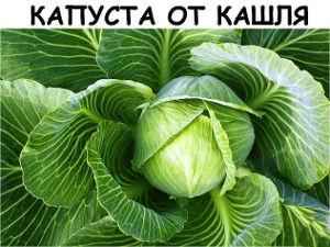 Капуста с медом от кашля, лечение капустным листом