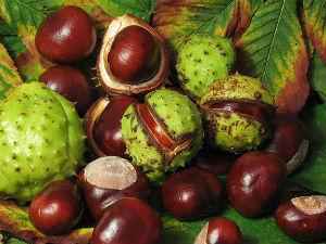 Каштан от гайморита: лечение, противопоказания, как можно лечить