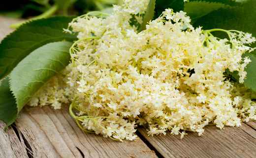 Сонник Бузина, к чему снится Бузина во сне видеть