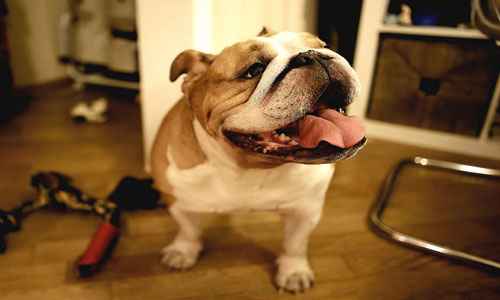 Сонник Бульдог, к чему снится Бульдог во сне видеть