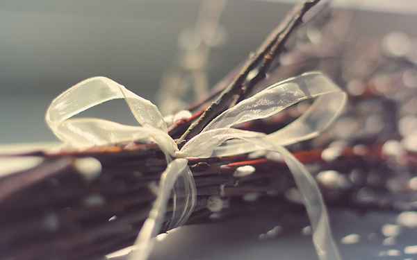 Царский путь с вербами в руках