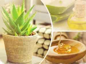 Столетник с медом от кашля и насморка: лечебные свойства, рецепты